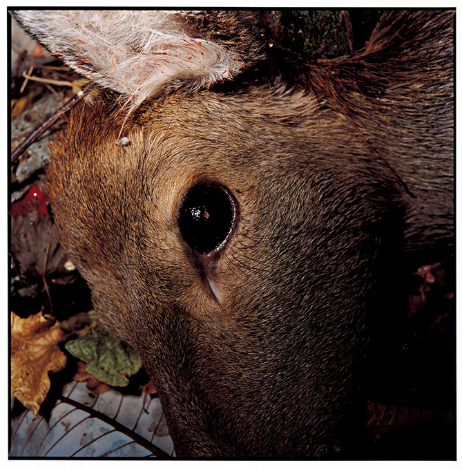A Deer Shot Dead